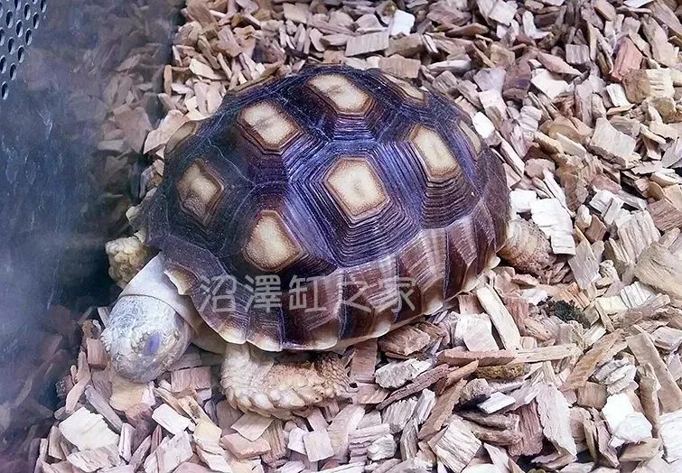 卡皮、隆背、疑似感冒...我的爬宠怎么了？