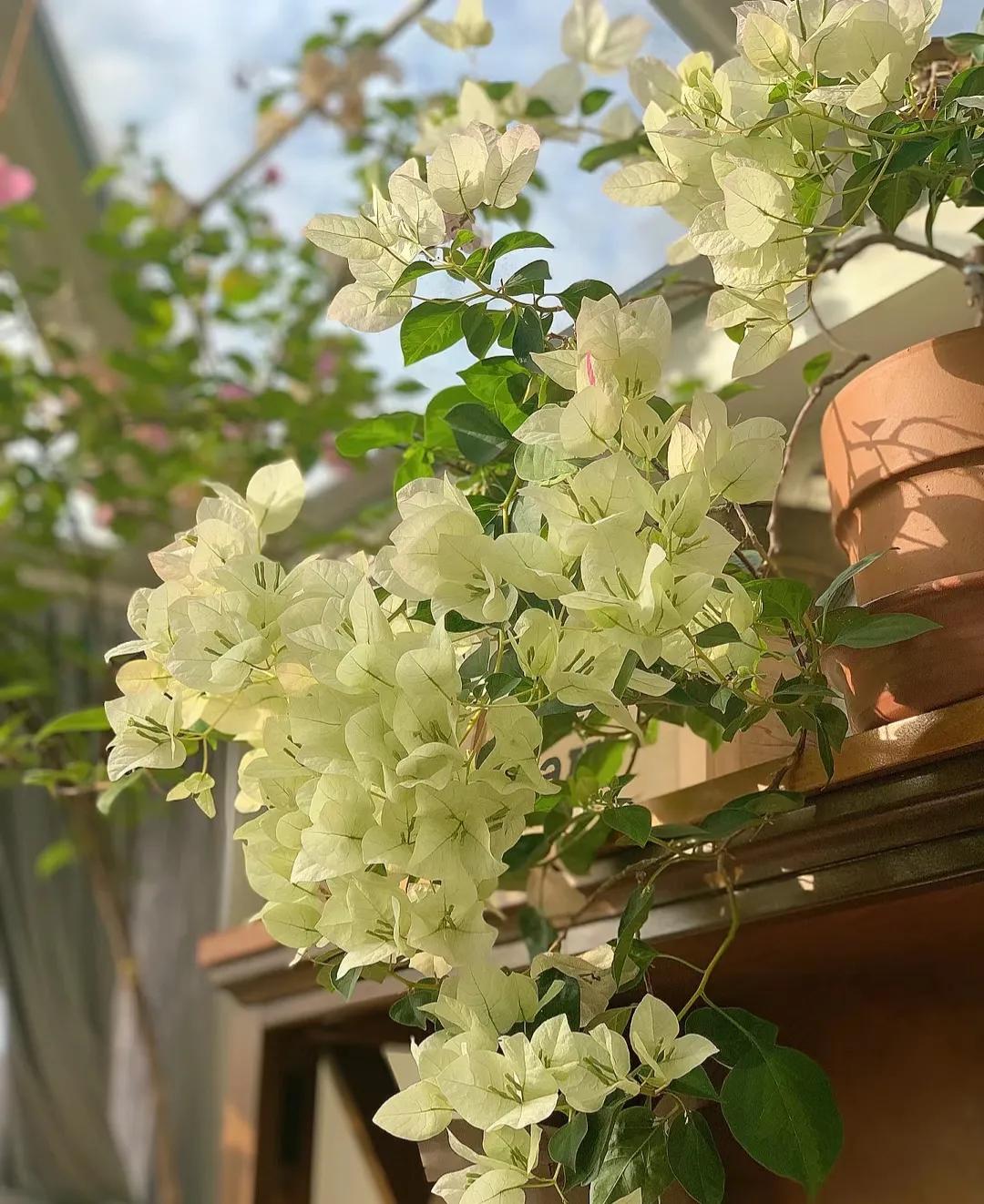 90后将天台改造成空中花园,90后姑娘回家改造楼顶花园