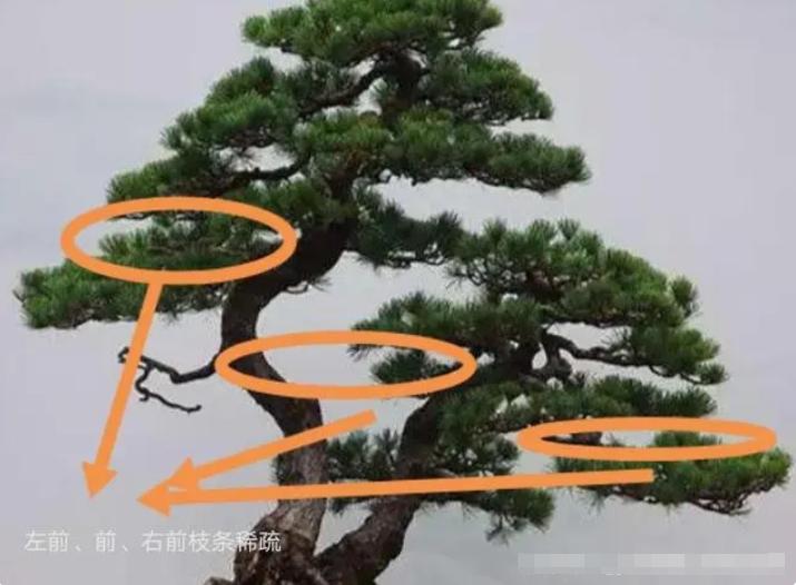 不理解枝条分布？掌握这4点，哪种造型都不难