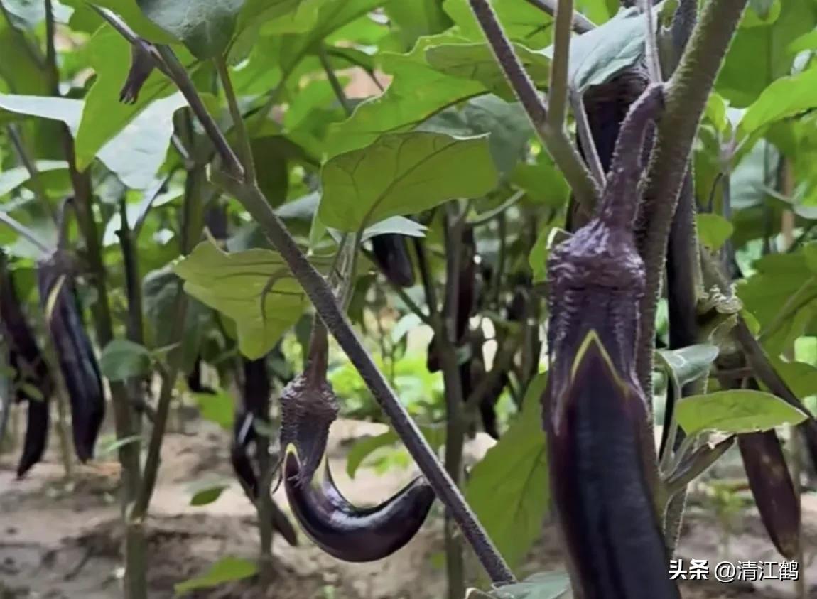 茄子买什么样的好,茄子到底能不能买