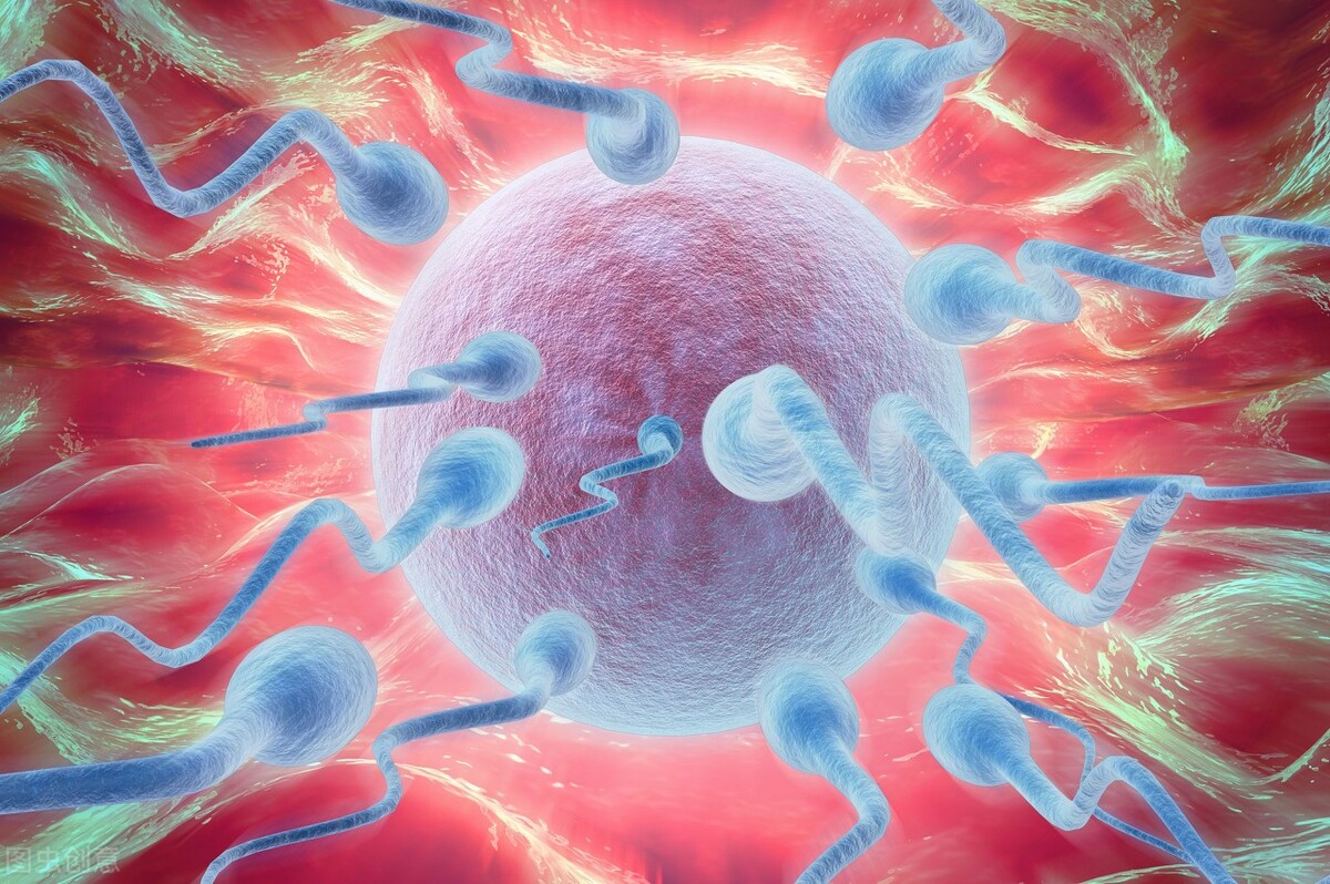 卵子有趣的知识,卵细胞的秘密