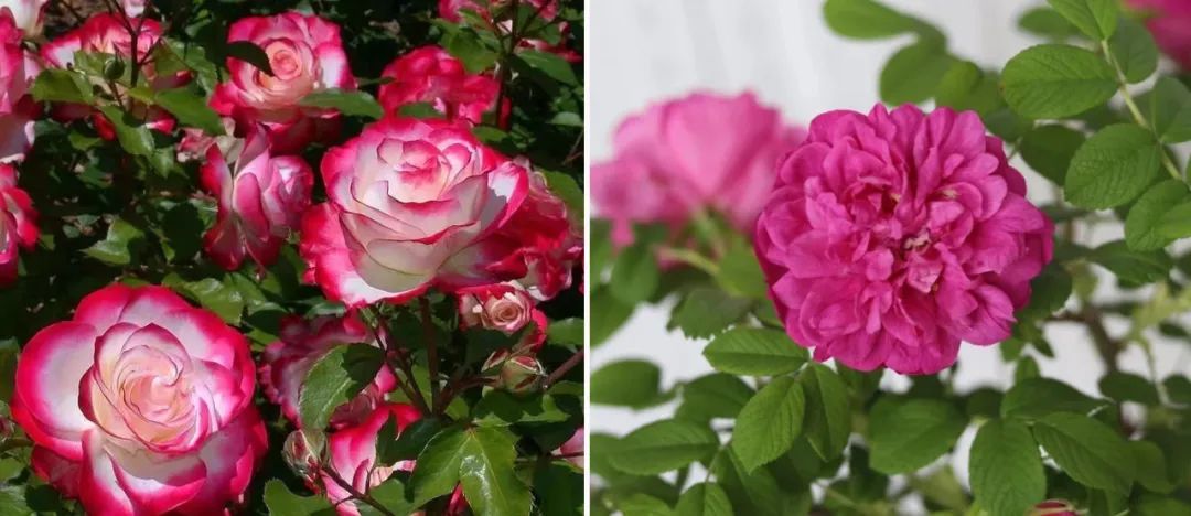 月季玫瑰蔷薇区别,蔷薇月季玫瑰之间的区别