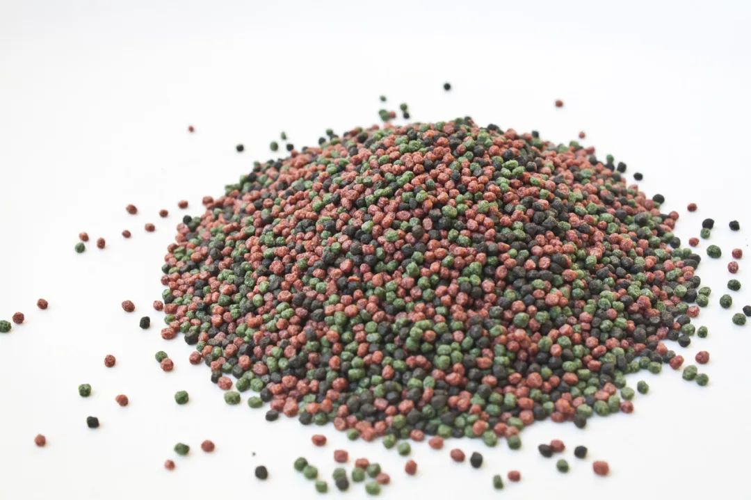 金鱼为啥会撑死,金鱼容易饿死还是容易撑死