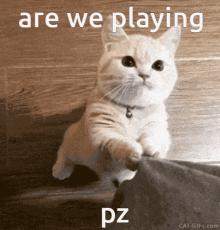 救命！猫咪太黏我了怎么办？