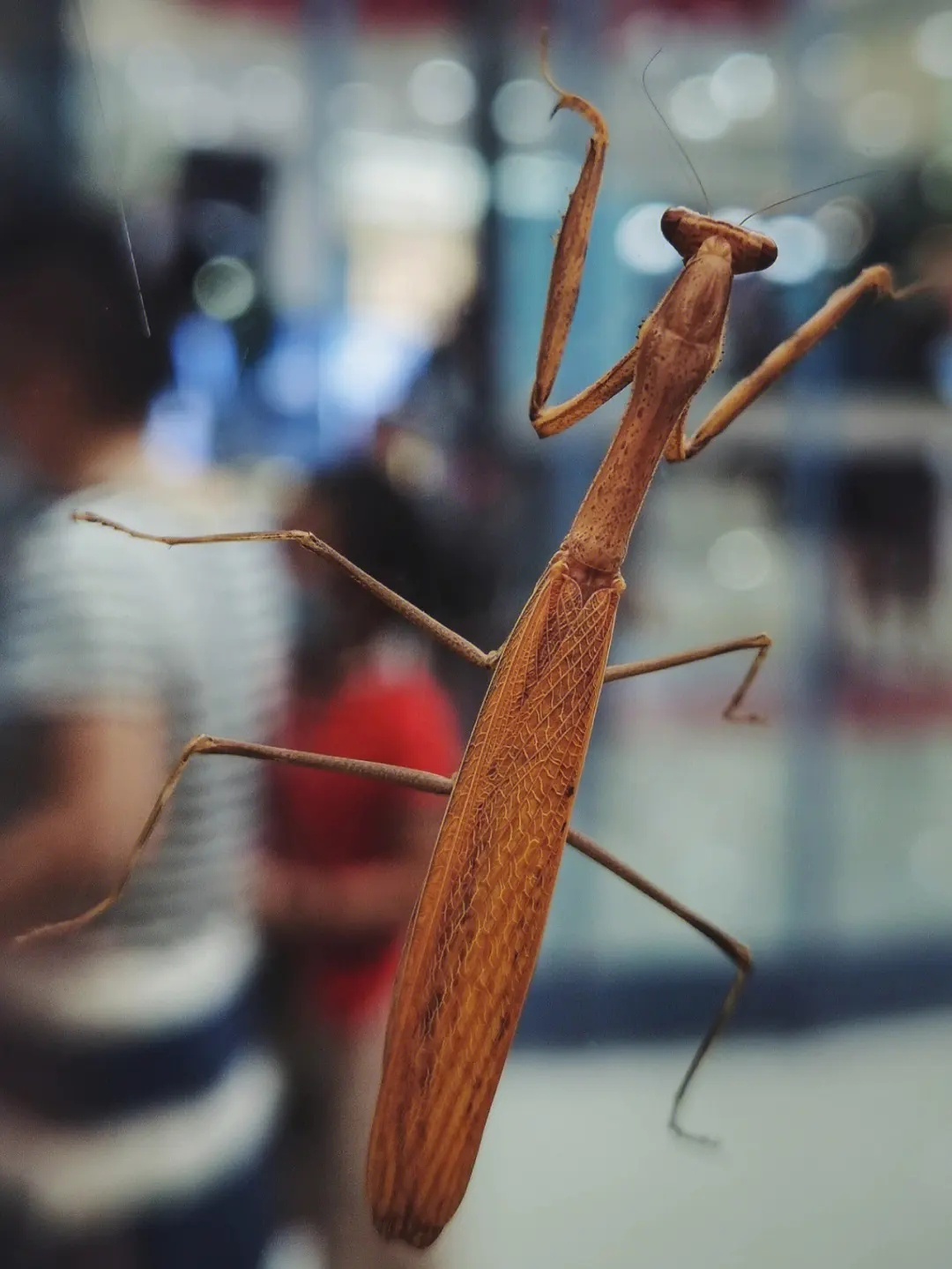 为什么说螳螂是凶残的昆虫呢,螳螂可以杀死比自己大的动物吗