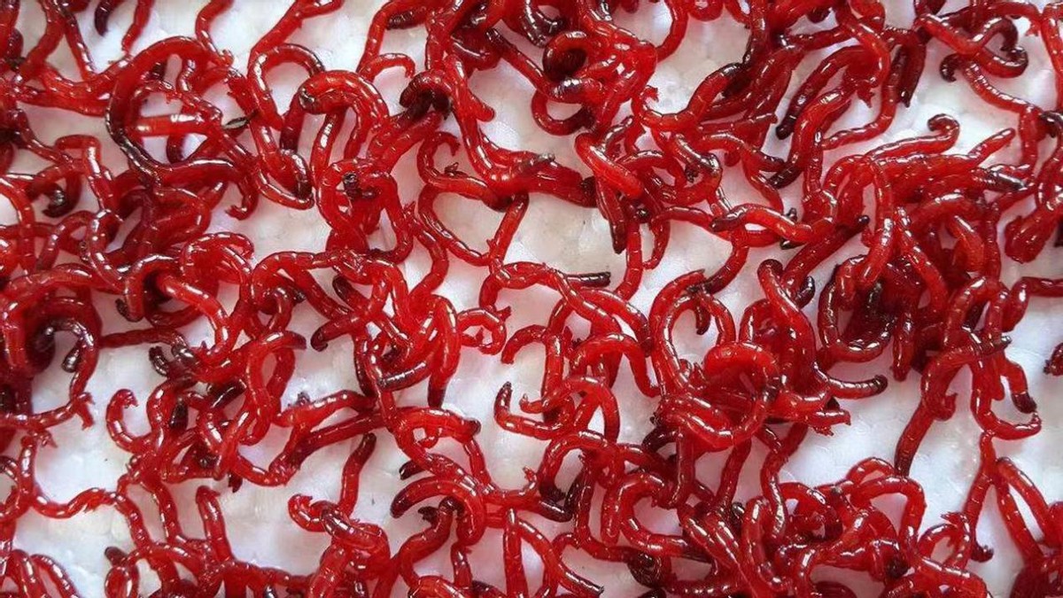 一晚赚上万元臭水沟里的红虫,臭水沟里的红虫一斤多少钱