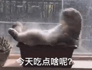 新手养猫总结的一些接地气的经验,不懂猫的建议养猫吗