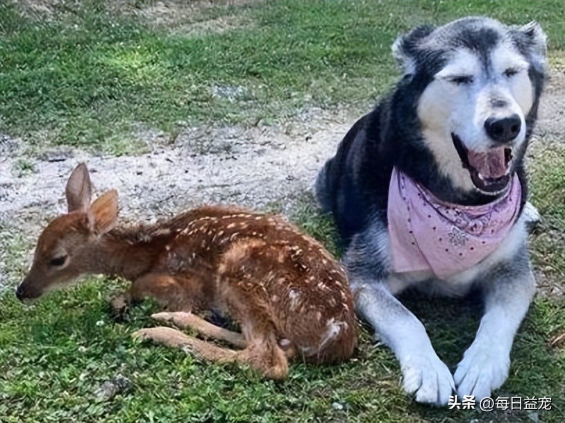 哈士奇离家出走，隔天竟然自己回来了，身后还跟了只小鹿