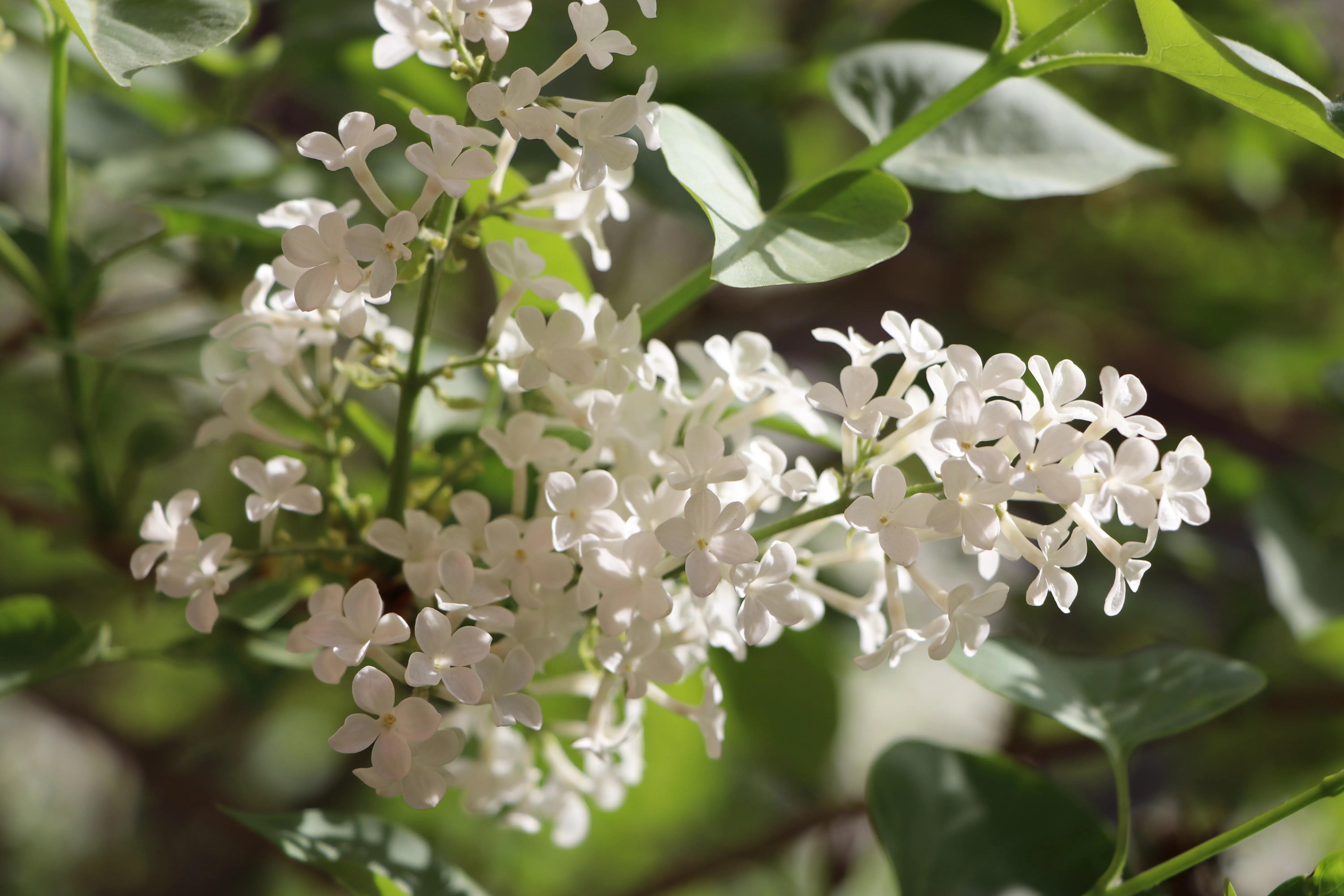 丁香花唯美诗句,丁香花唯美句子
