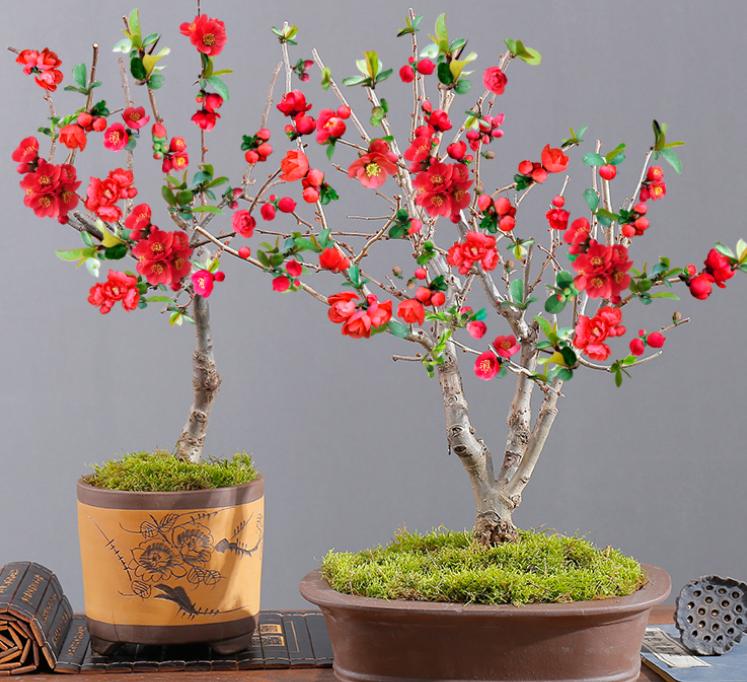 养什么花老桩值钱,这些花养成老桩就值钱了