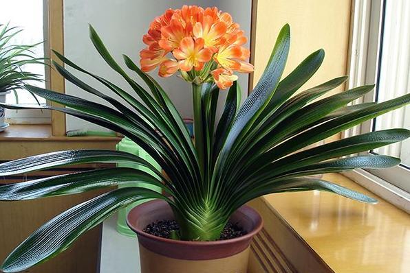 百花齐放春意浓群芳争艳,百花齐放喜迎新春