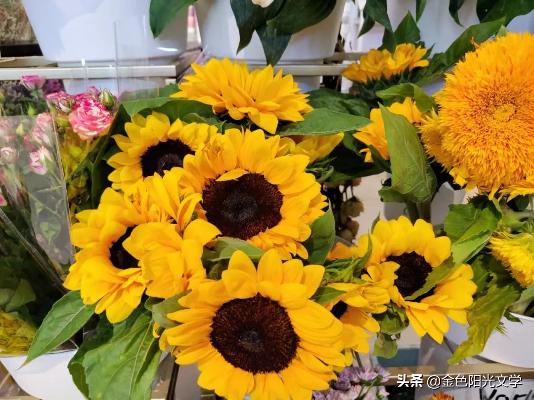 我的自画像独一无二,我的自画像范例