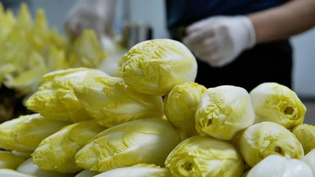 大叔摸黑种芽球菊苣，攻克芽球菊苣种植难题，一年销售额5000万元