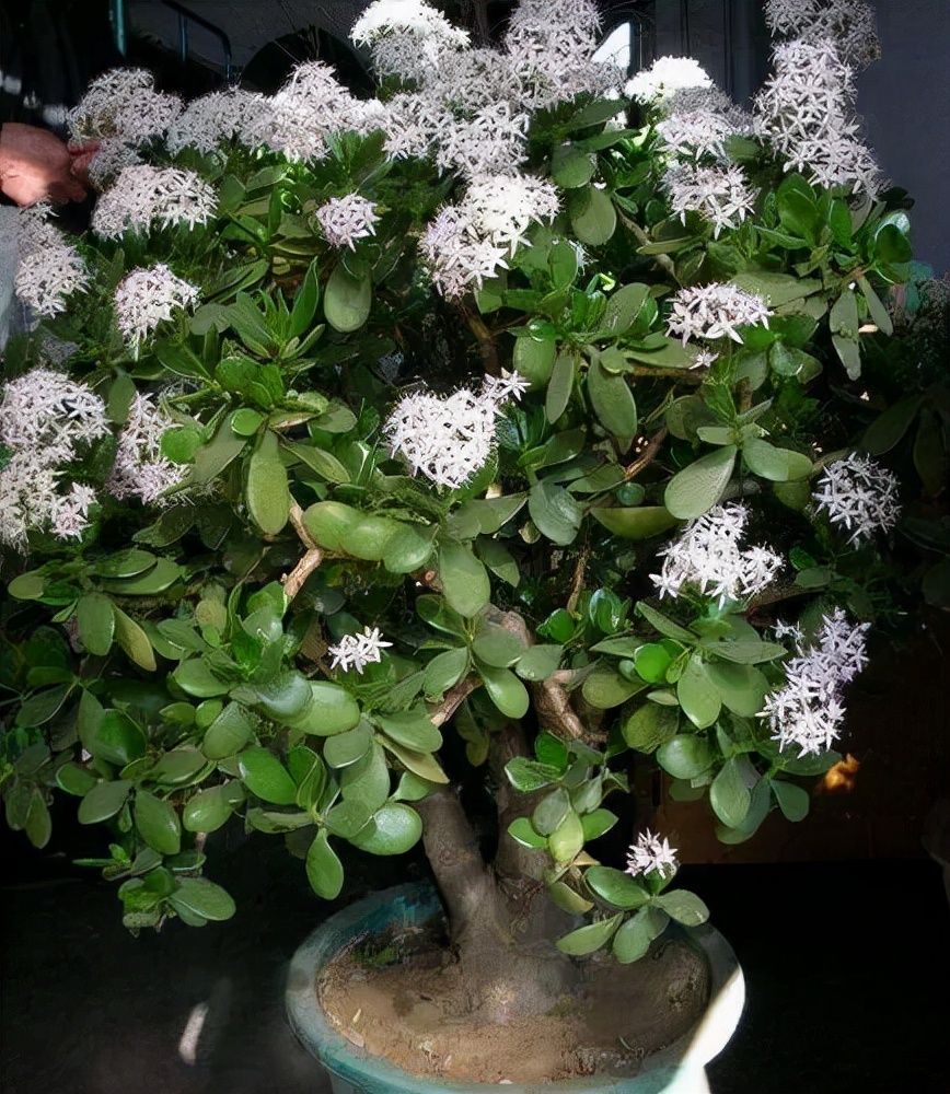 越养越吉利的三种花有哪些,家里养的吉利花有哪些