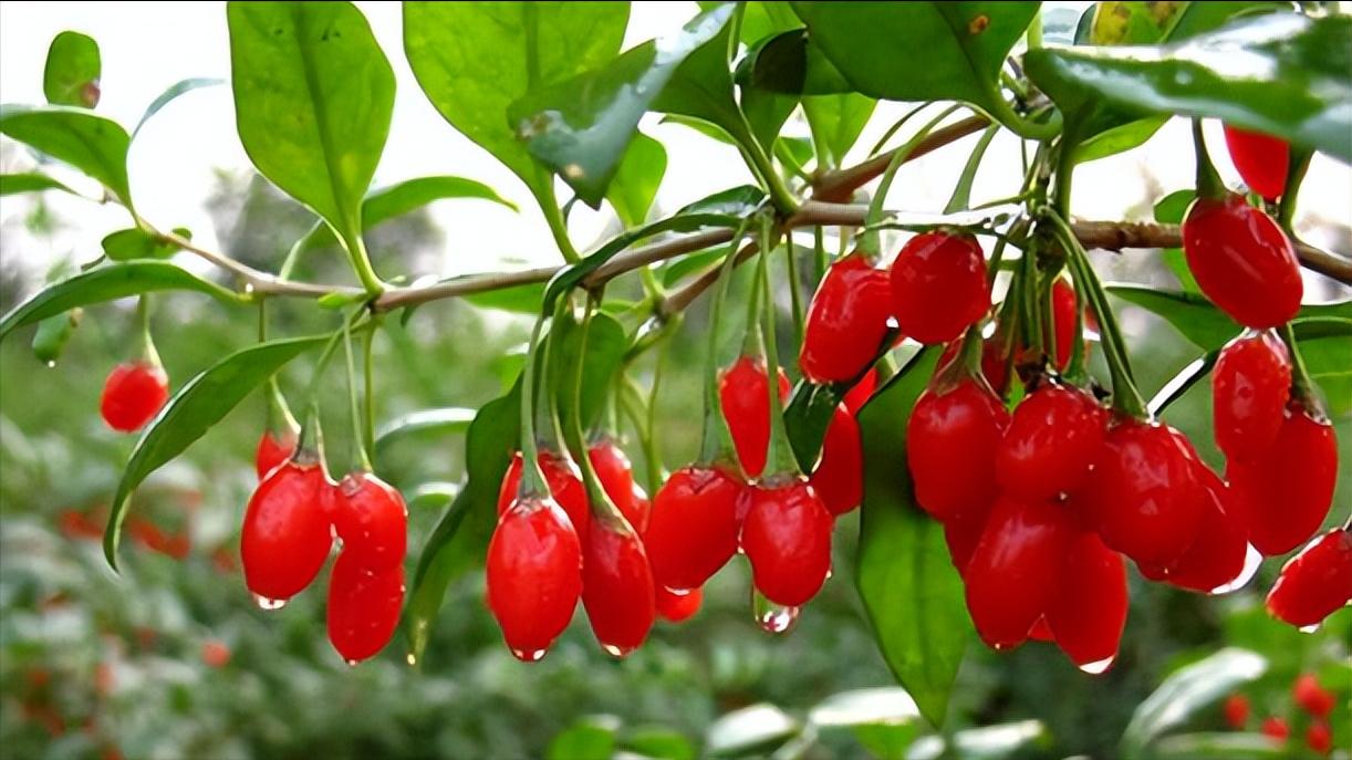 枸杞怎样食用降高血糖,枸杞加什么可以降血糖