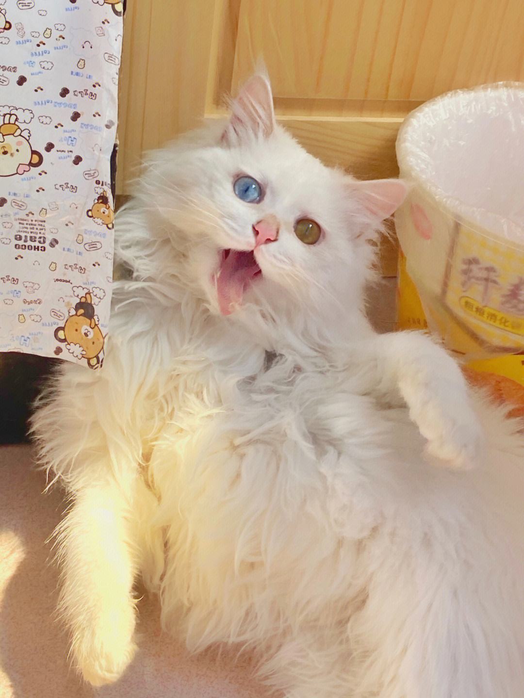 十大宠物猫排名英短,最受欢迎的猫咪前十宠物猫