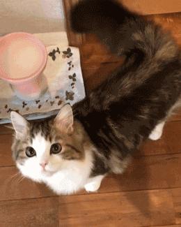 最不值钱的猫有哪几种,养得起这几种猫的都是土豪