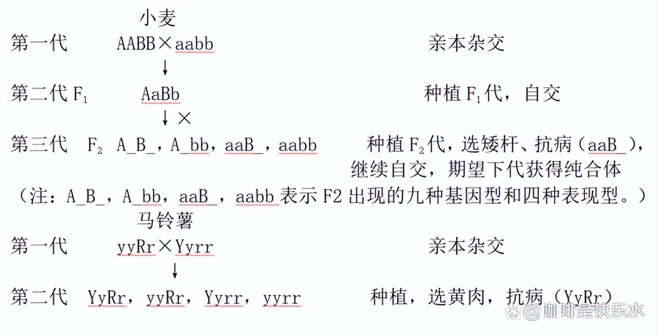 高中生物变异和育种知识点,高中生物变异育种进化思维导图