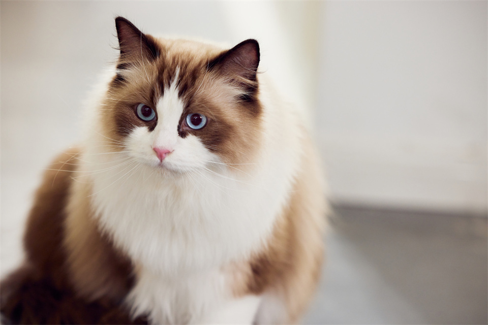 在职场被领导欺负了怎么办,在职场中被领导欺负怎么反击