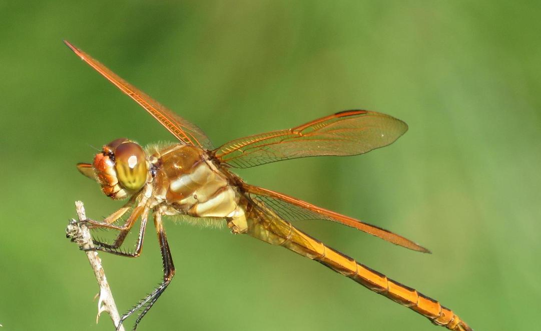 为什么一群人中蚊子偏偏咬你,一群人里面蚊子为什么只爱咬一人