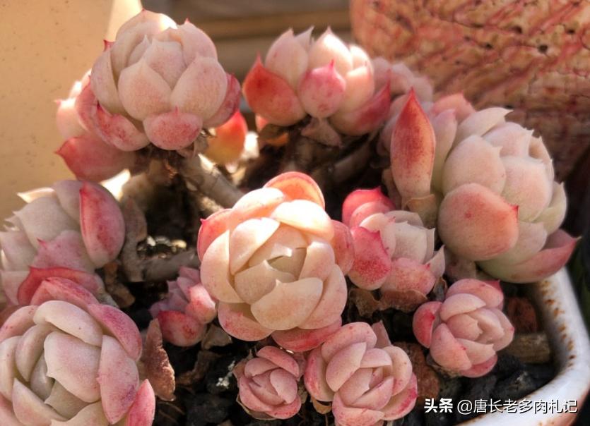 冰梅和贝瑞冬季怎么养小技巧图文,多肉贝瑞怎么度夏