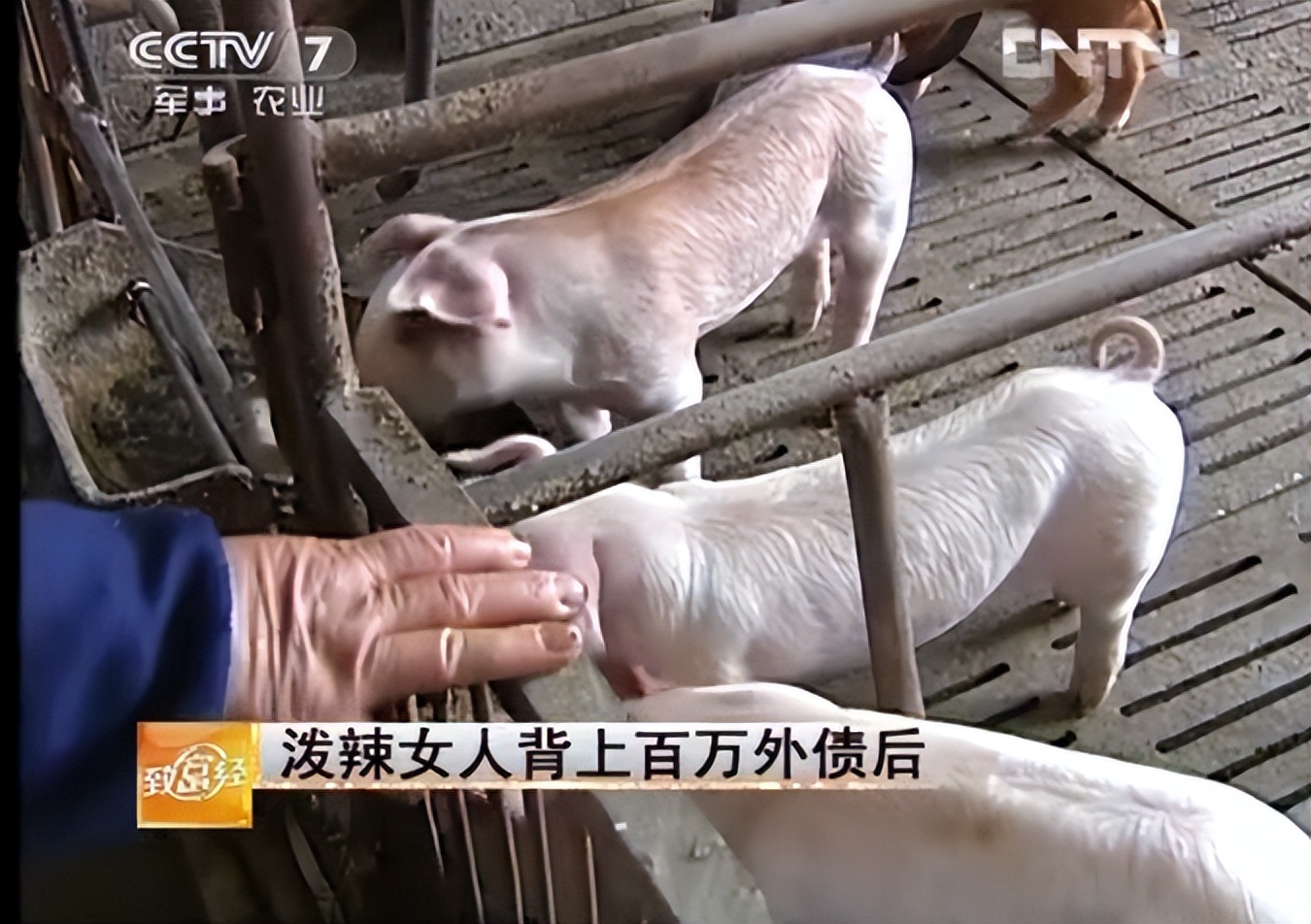 河南大姐为提高猪仔存活率，用白酒喂母猪，年入千万，有何玄机？