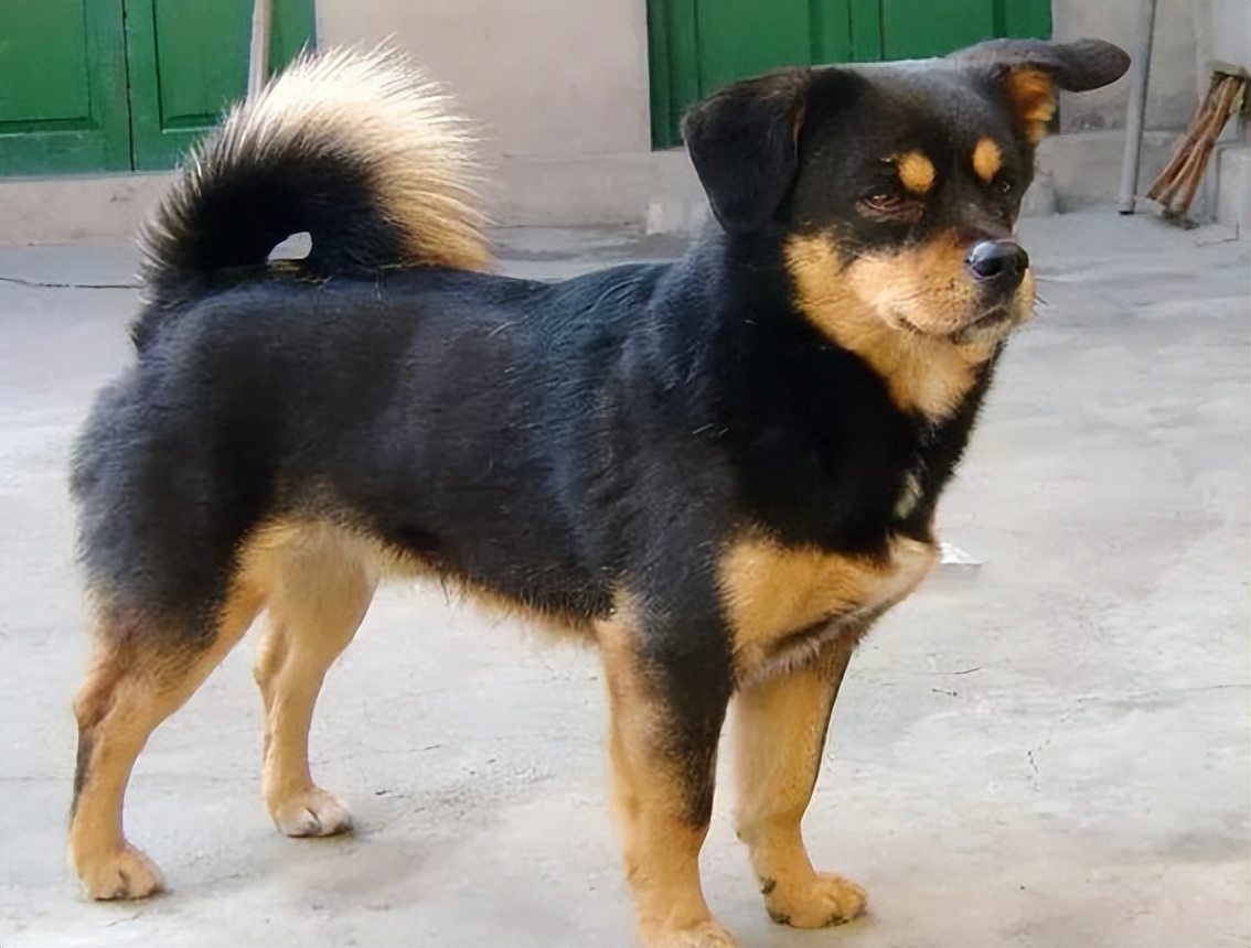 狗一般活多久狗都会死在哪里,全部狗狗的寿命排名