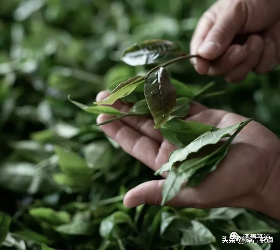 为什么茶树的南比北多,茶树生长的原因有哪些