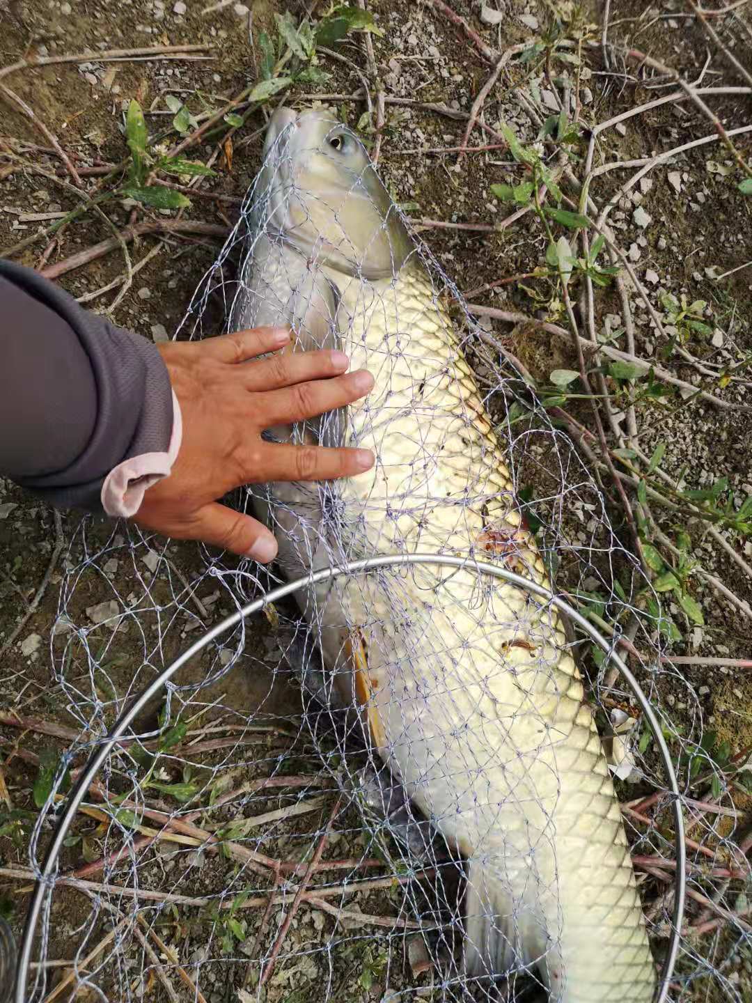 钓草鱼必做的10件事,初夏钓草鱼最佳方法