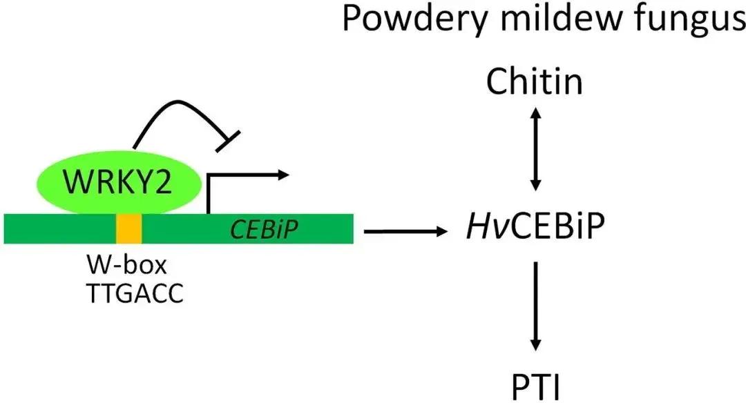 WRKY家族想做个自我介绍（二）
