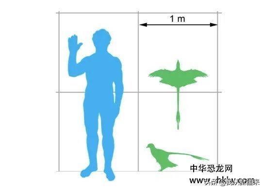 新疆哈密翼龙,天山哈密翼龙