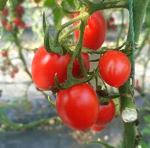 小时候番茄的味道描述,小时候的番茄味儿