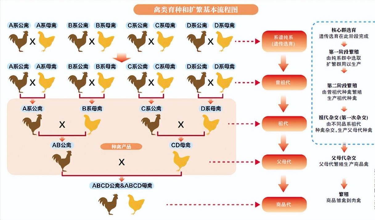 被美国人偷走的熊猫,被美国带回来的熊猫