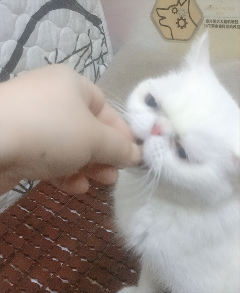 幼猫主食冻干猫粮测评,喵达猫粮猫咪吃了好吗