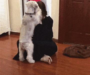 哪种狗最好养又省钱又可爱,推荐三款比较好养的狗