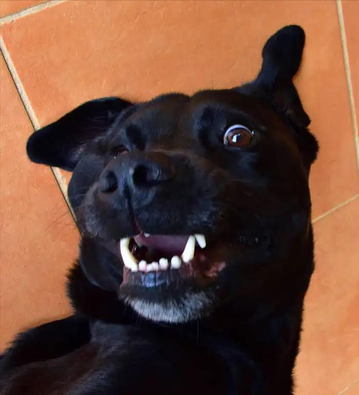 千万不要养黑狗,千万不要养黑色泰迪