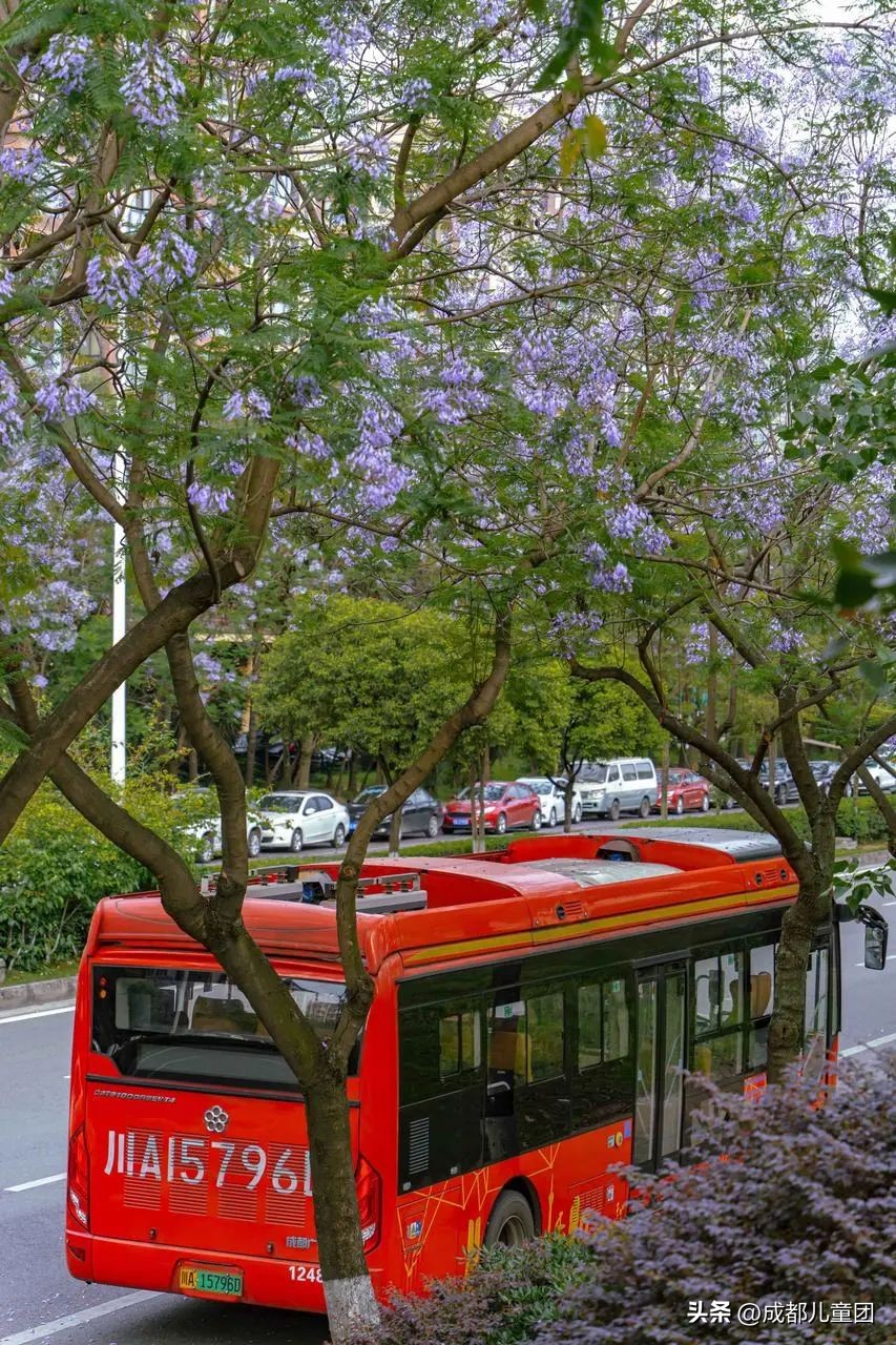 成都武晋路蓝花楹,昆明街头蓝花楹绽放成梦幻花海