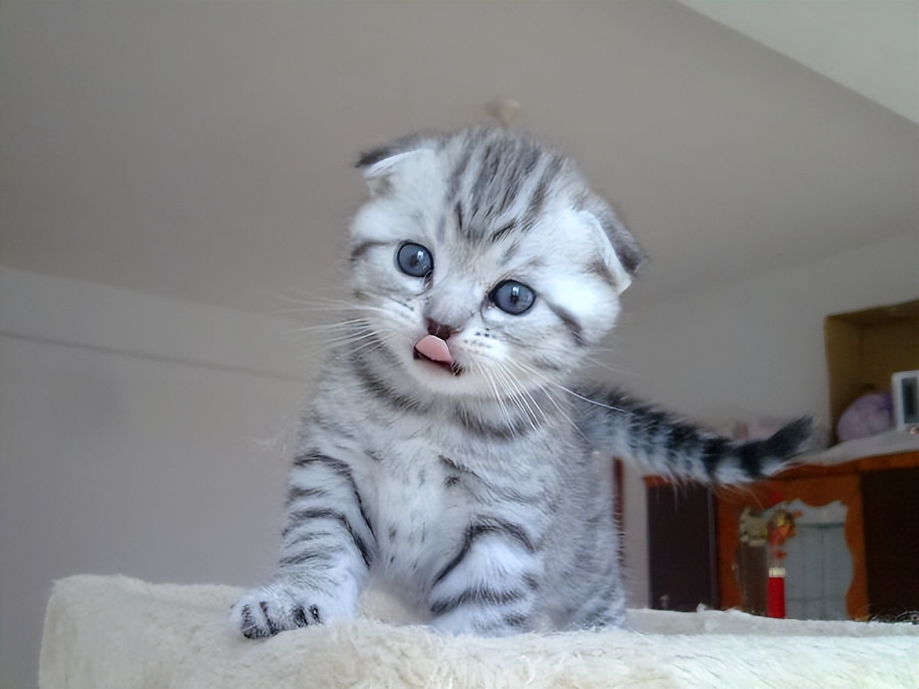 英短蓝白猫寿命一般多少年,这几种猫很乖巧适合家养