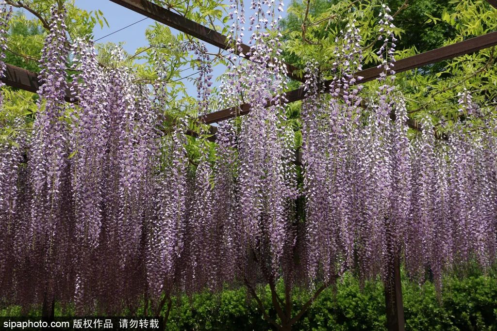 紫藤花开如瀑全景,梦幻紫藤花开如瀑