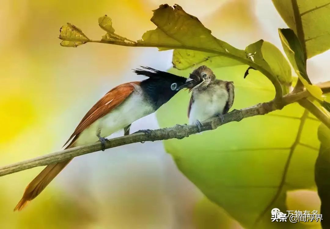 古籍中的禽鸟｜鸟中“梁祝”—寿带鸟（文末含视频）