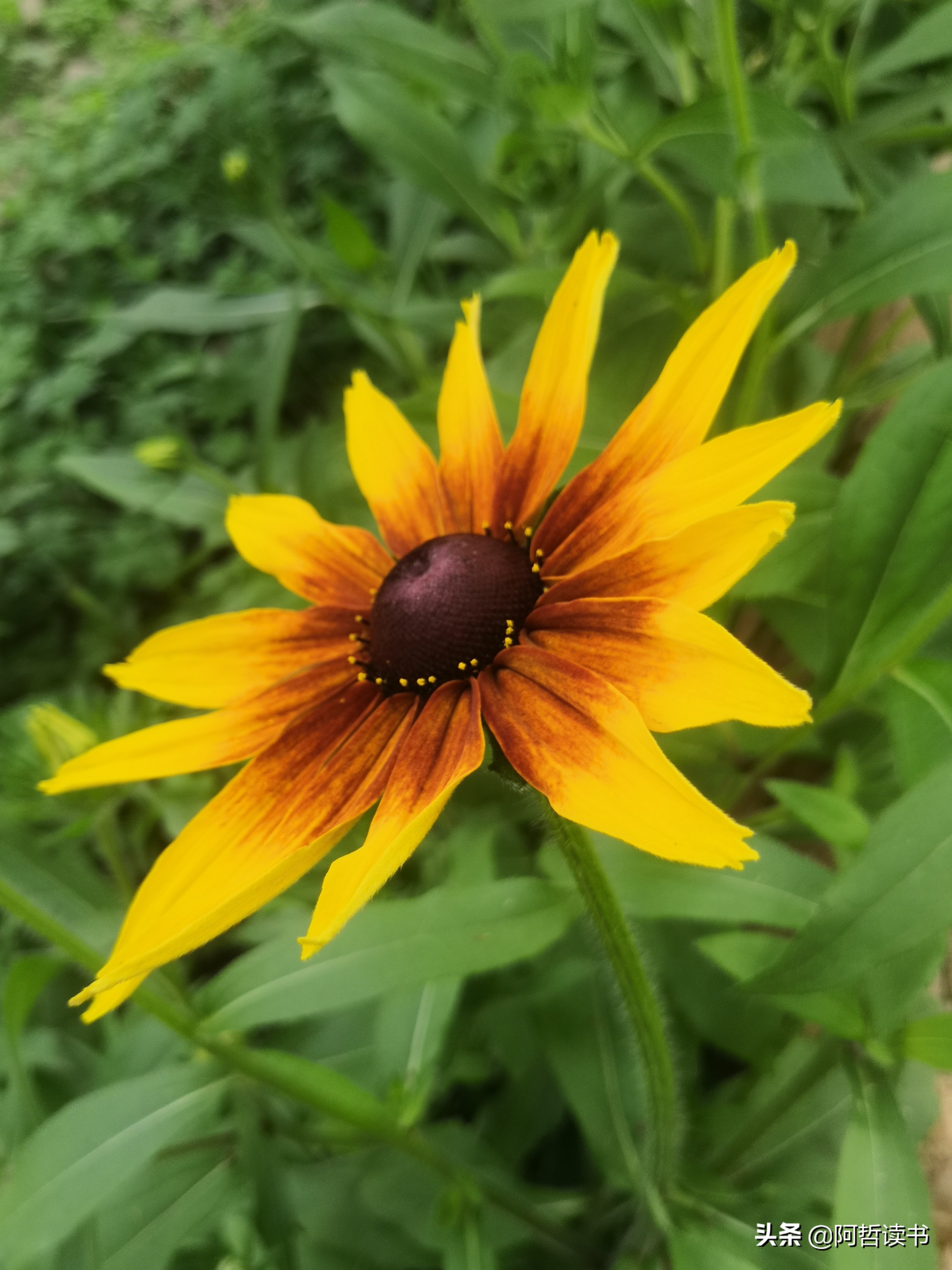黑心金光菊:花名不雅,花姿灿烂,菊花里独特耀眼的一款