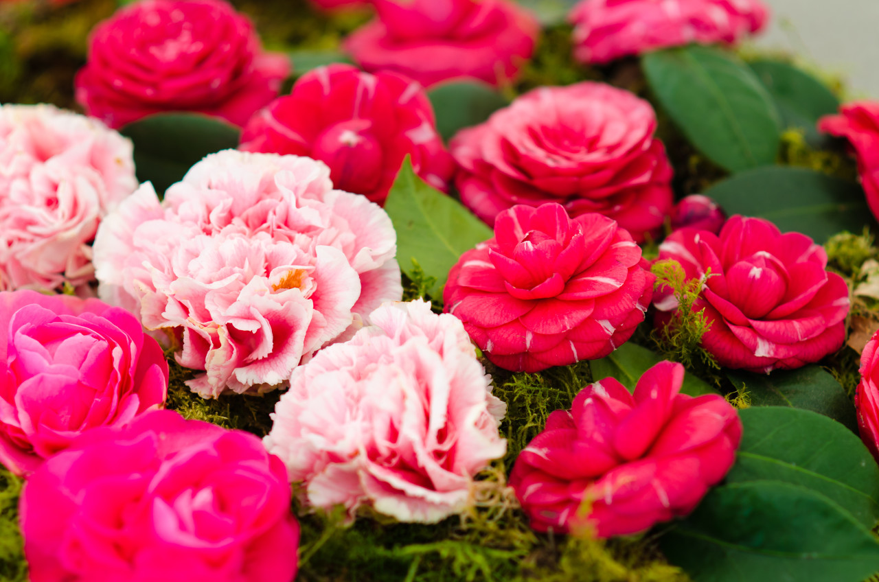 中国名花盆栽,茶花十大名花