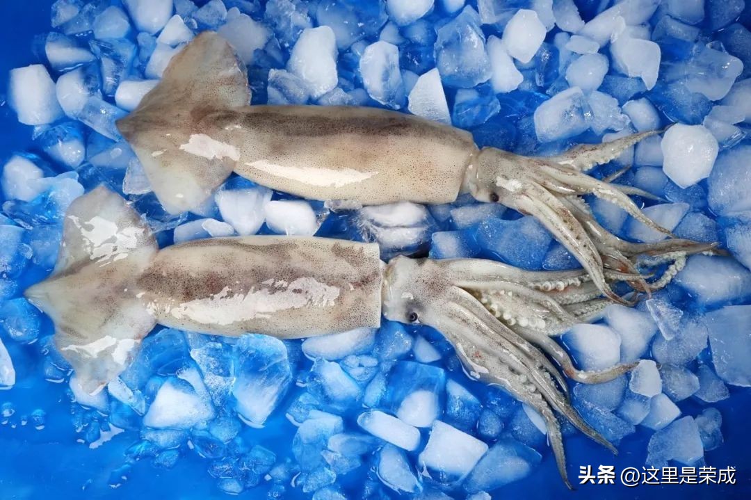 鱿鱼墨鱼鲨鱼章鱼哪个是真正的鱼,墨鱼鱿鱼和章鱼哪个营养价值最高