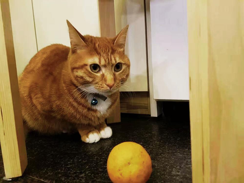 猫咪自己在家太孤单了怎么办啊 (猫咪有这些行为说明被照顾得很好)