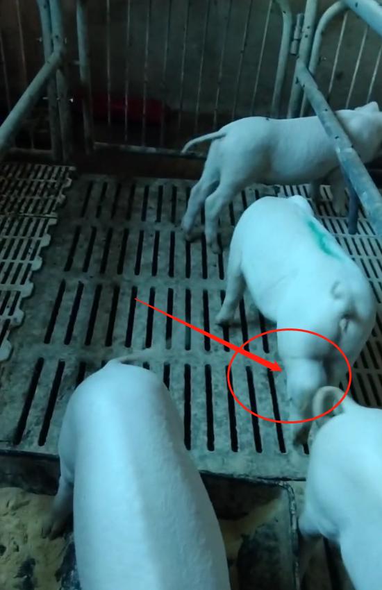 母猪生产完吐料怎么办,怀孕母猪吐料是怎么回事