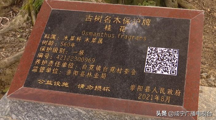 湖北崇阳古桂群落,咸宁市古桂花树保护条例
