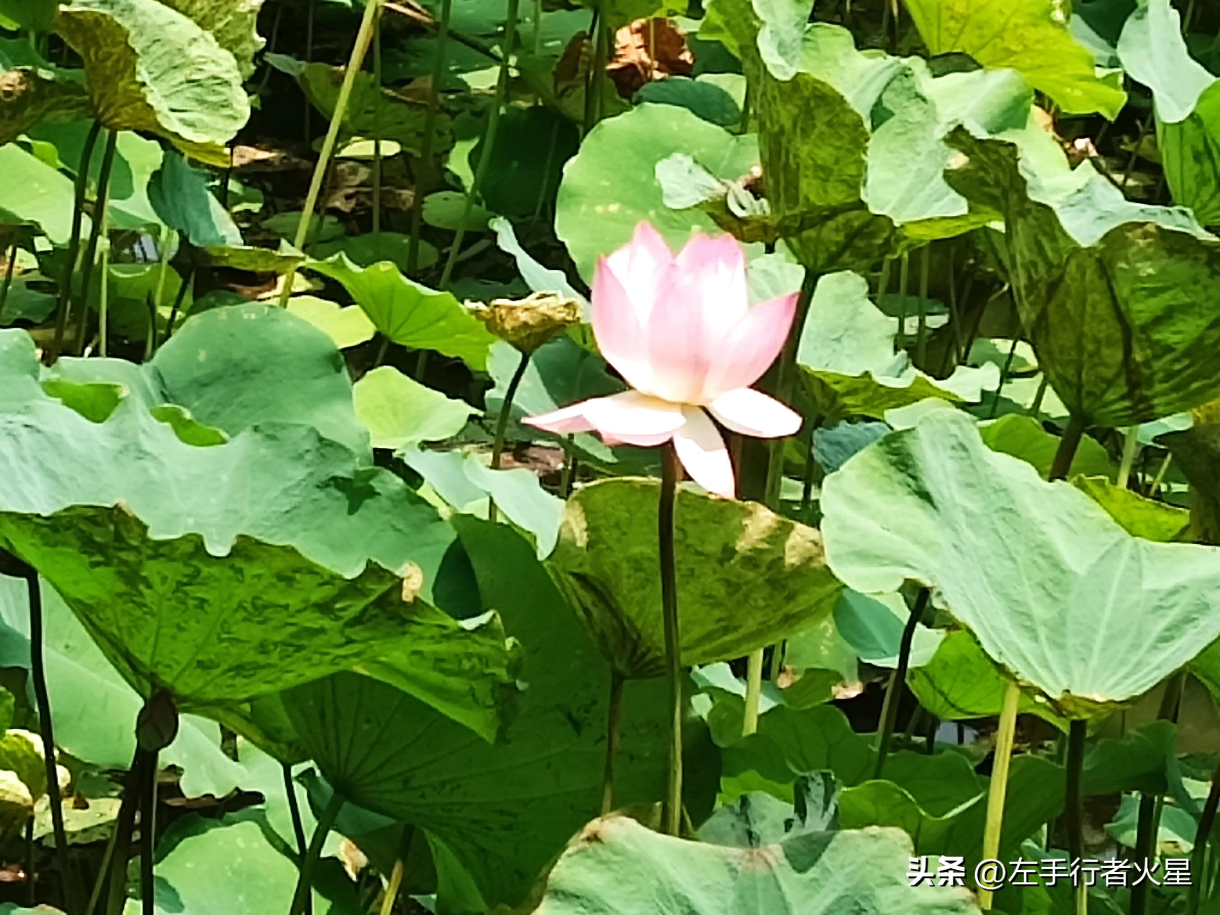 广州旅游攻略沙湾古镇,广州番禺沙湾古镇好玩吗