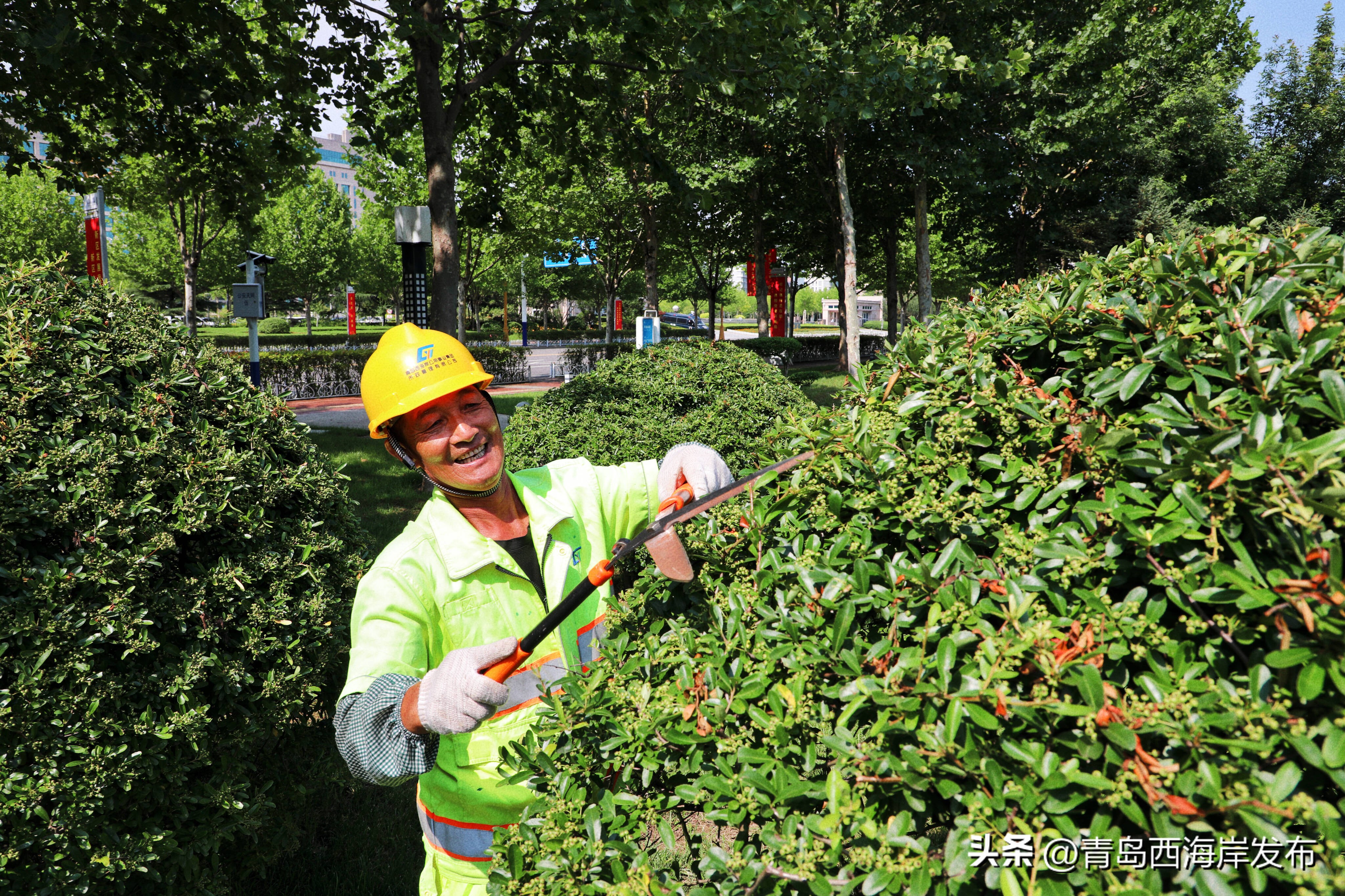 西海岸新区森林植被,西海岸新区花卉种植基地