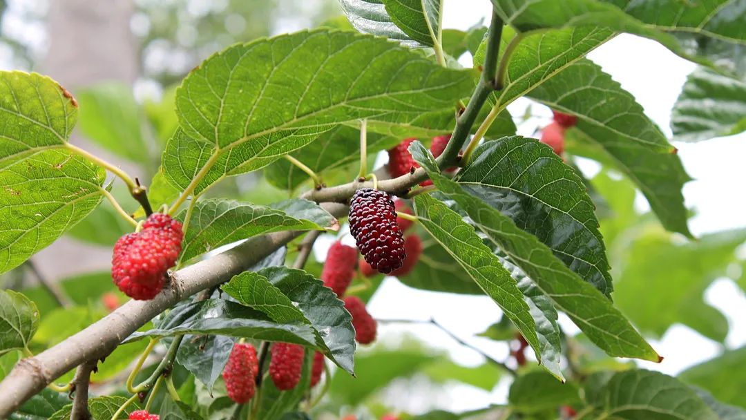 乐美天产品推荐|桑白皮系列