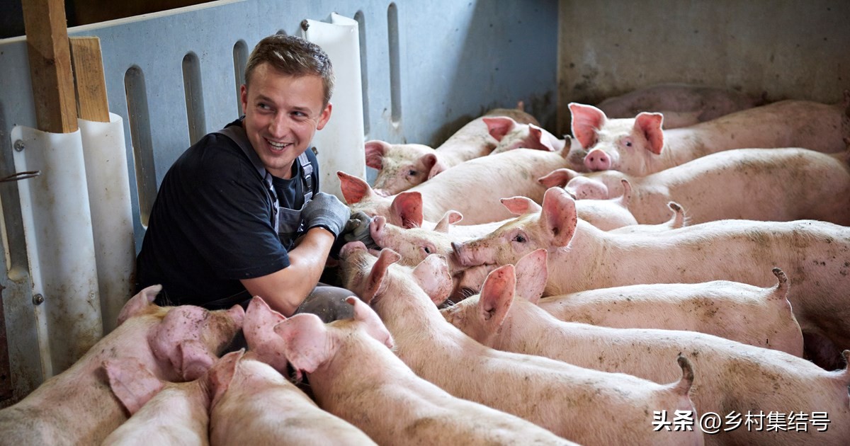 涓归害鐨囧閽荤煶鐨囧啝,涓归害鐨囧啝s绯诲垪